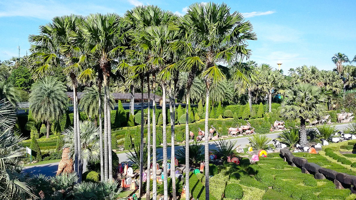 Tropical palm trees and manicured hedges at Nong Nooch Tropical Garden, Thailand.