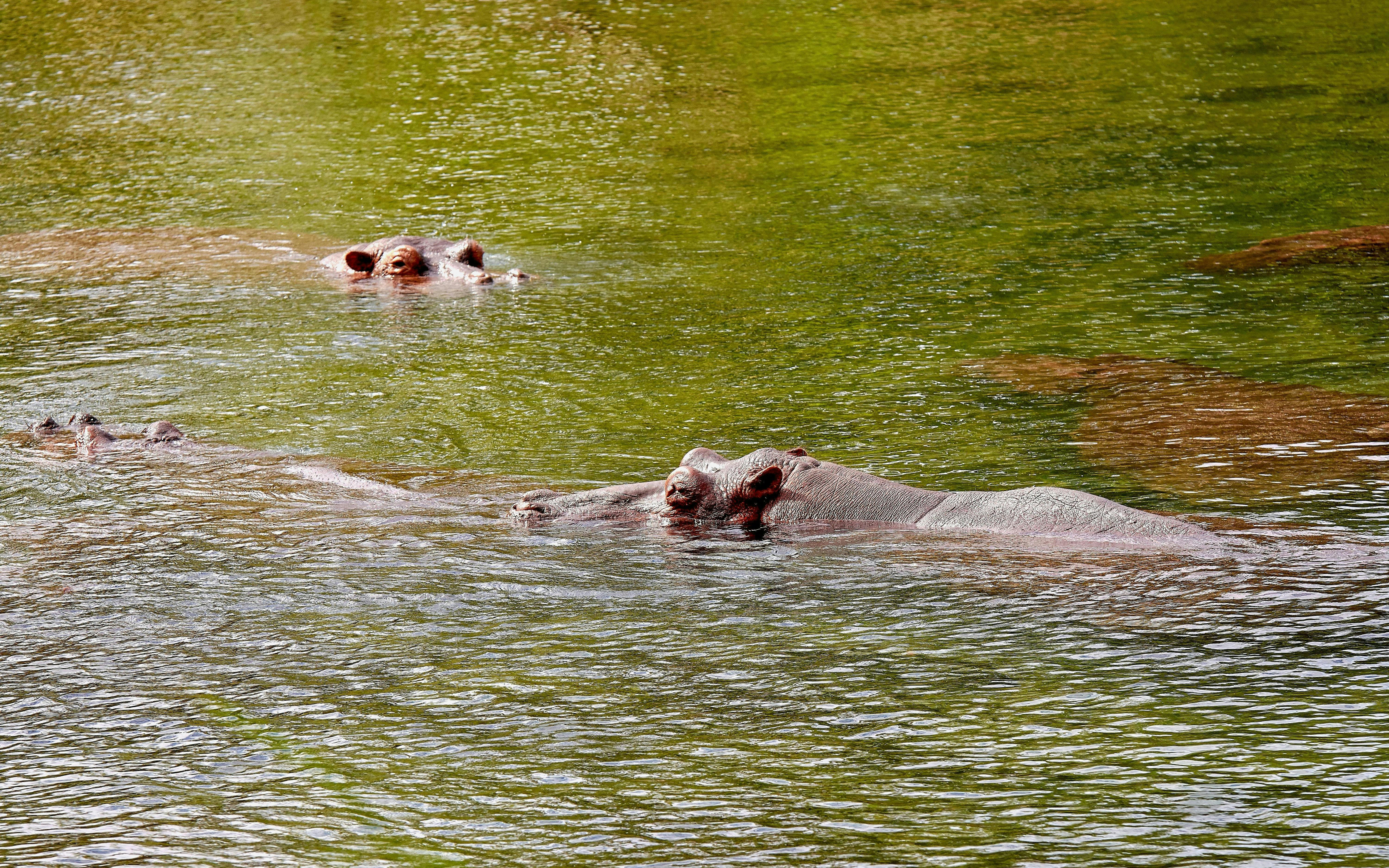 Mzima Springs