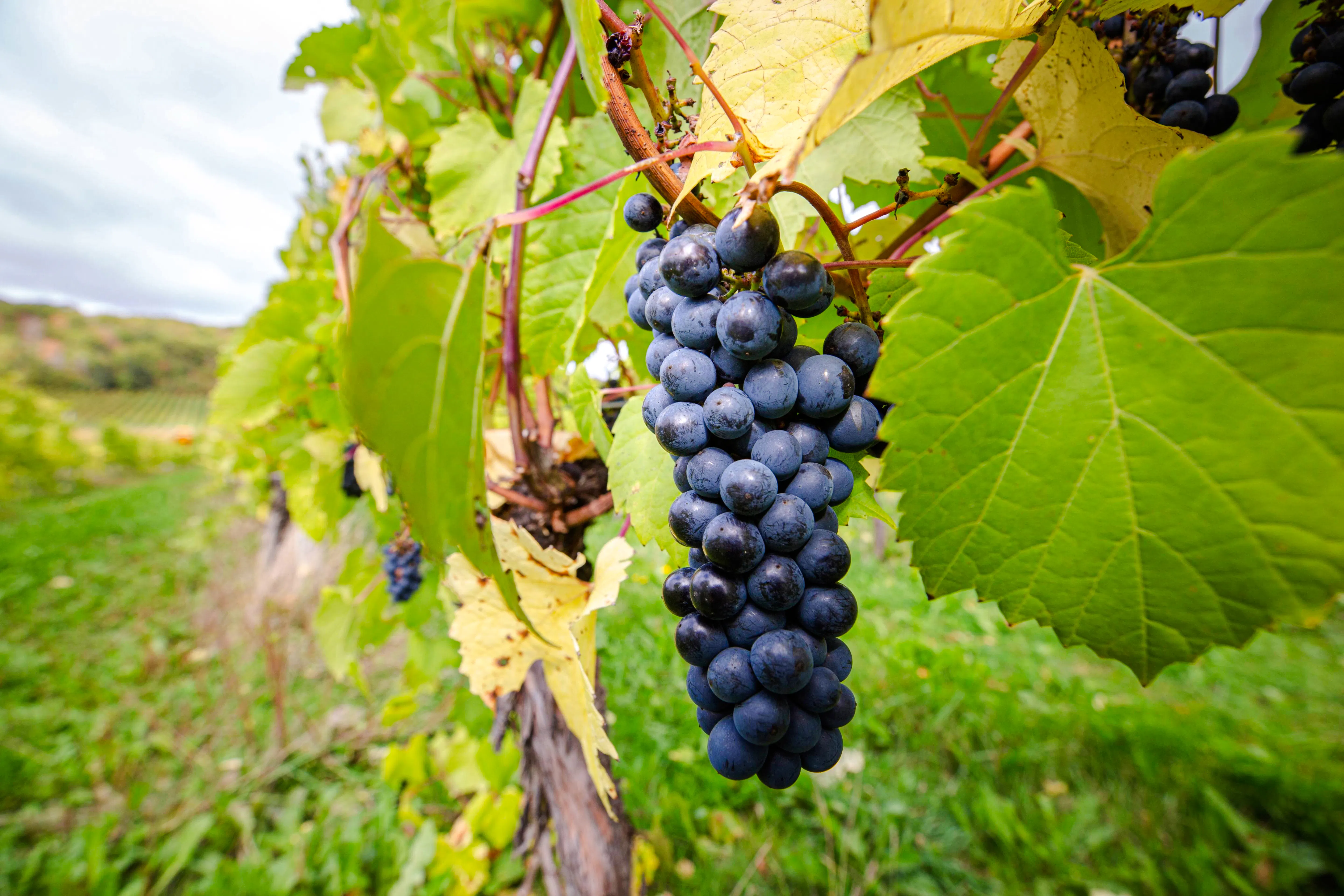 From Halifax: Sommelier-Guided Nova Scotia Wine Tour with Tastings and Lunch Image 7