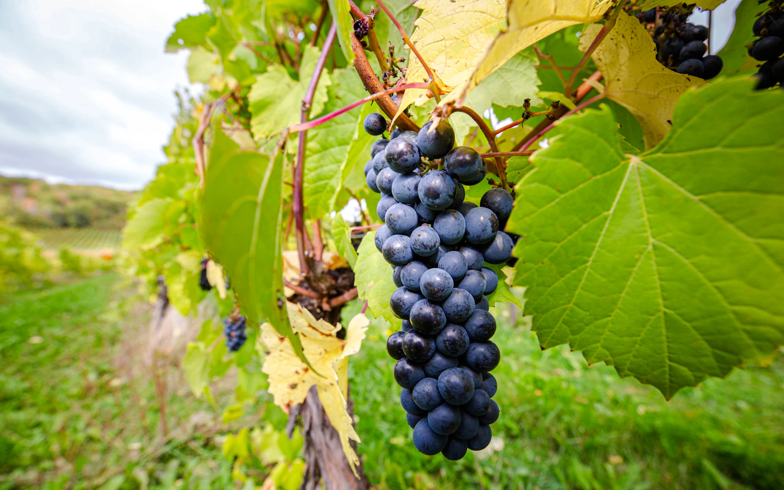 From Halifax: Sommelier-Guided Nova Scotia Wine Tour with Tastings and Lunch Image 7