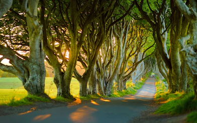 Tree-lined road at the Dark Hedges in Northern Ireland at sunset.