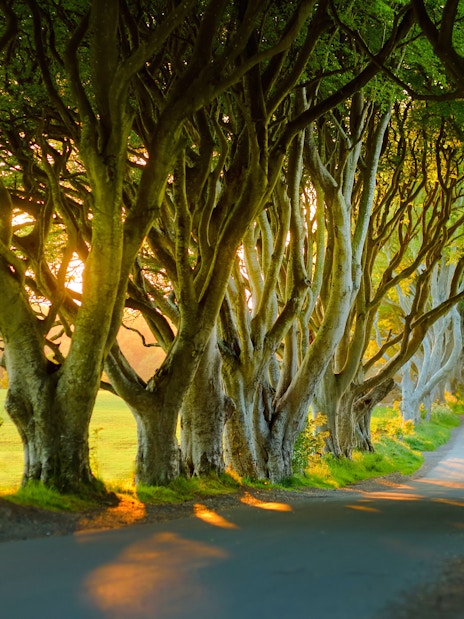 Tree-lined road at the Dark Hedges in Northern Ireland at sunset.