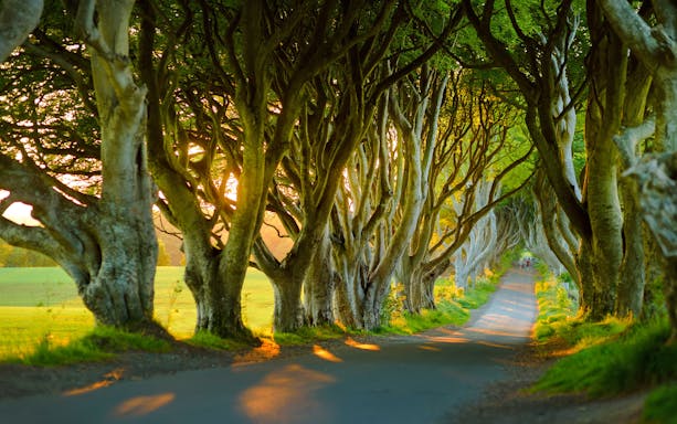 Tree-lined road at the Dark Hedges in Northern Ireland at sunset.
