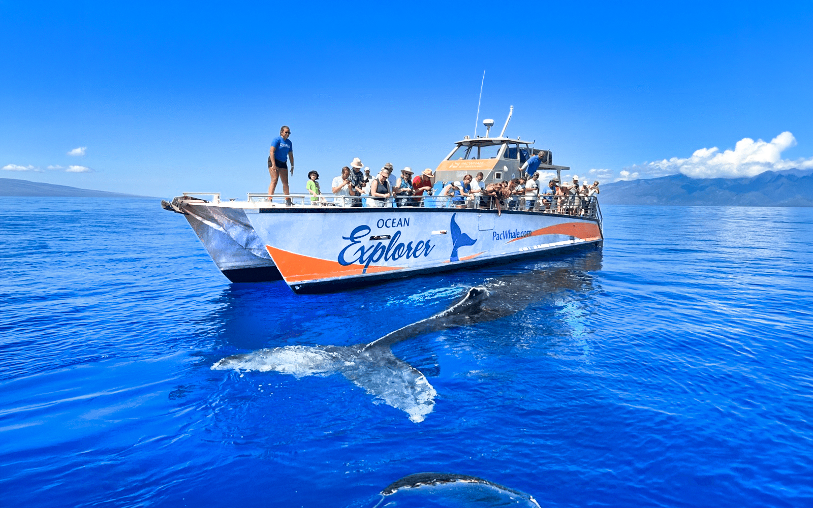 Whale watching tour boat near Maʻalaea Harbor, Maui with whale tail visible in the water.