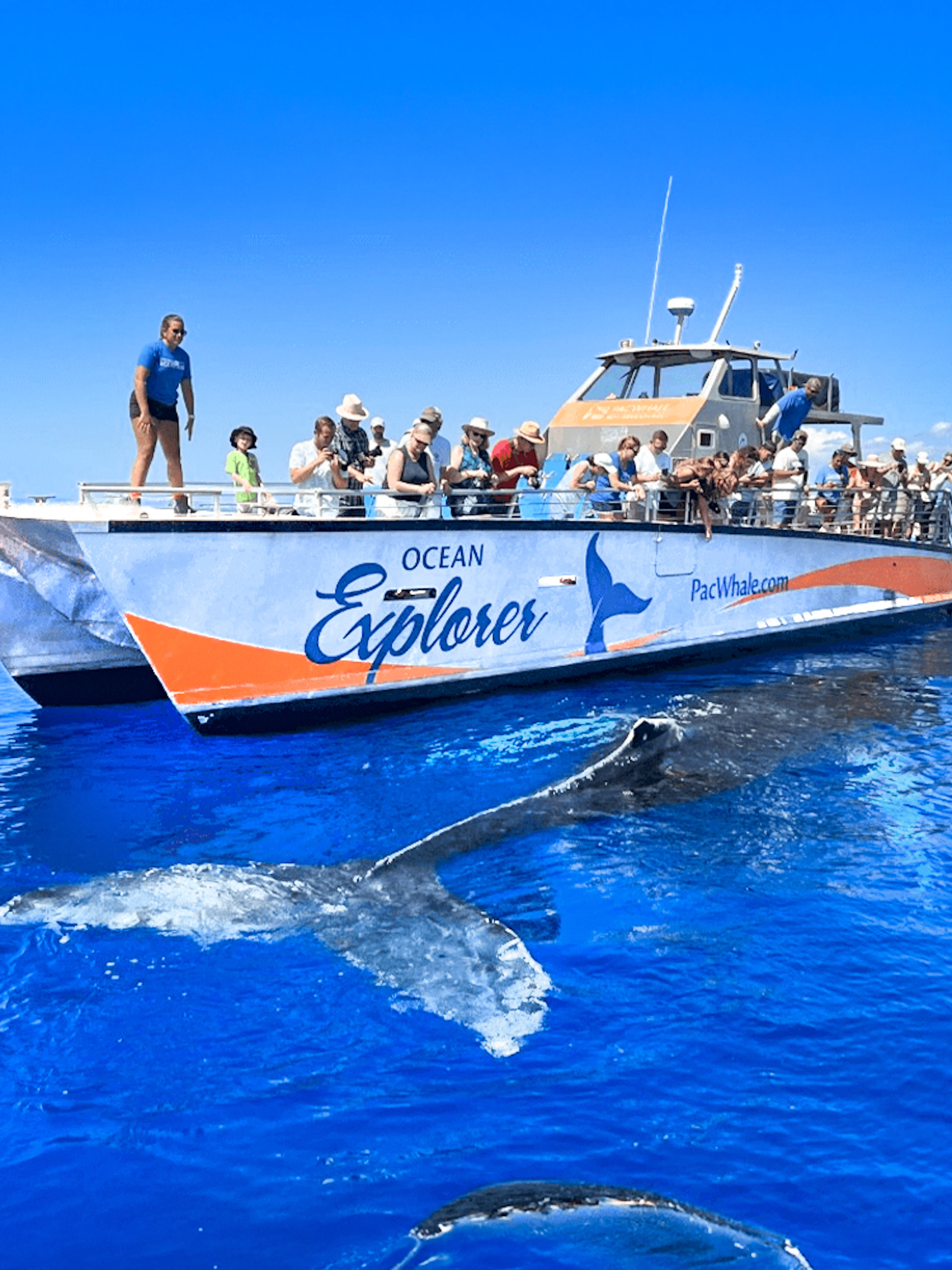 Whale watching tour boat near Maʻalaea Harbor, Maui with whale tail visible in the water.