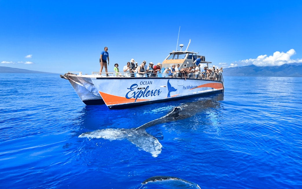 Whale watching tour boat near Maʻalaea Harbor, Maui with whale tail visible in the water.