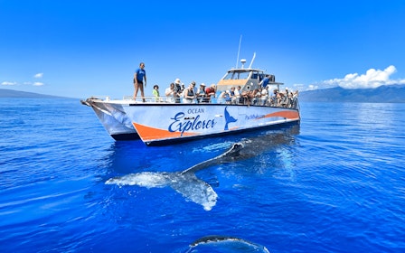 Whale Watching Cruise from Maʻalaea Harbor