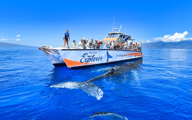 Whale watching tour boat near Maʻalaea Harbor, Maui with whale tail visible in the water.