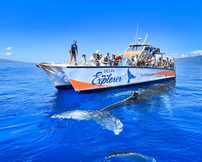 Whale Watching Cruise from Maʻalaea Harbor
