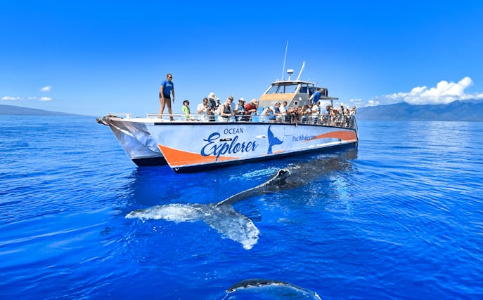 Whale watching tour boat near Maʻalaea Harbor, Maui with whale tail visible in the water.