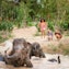Swim & bath with elephants