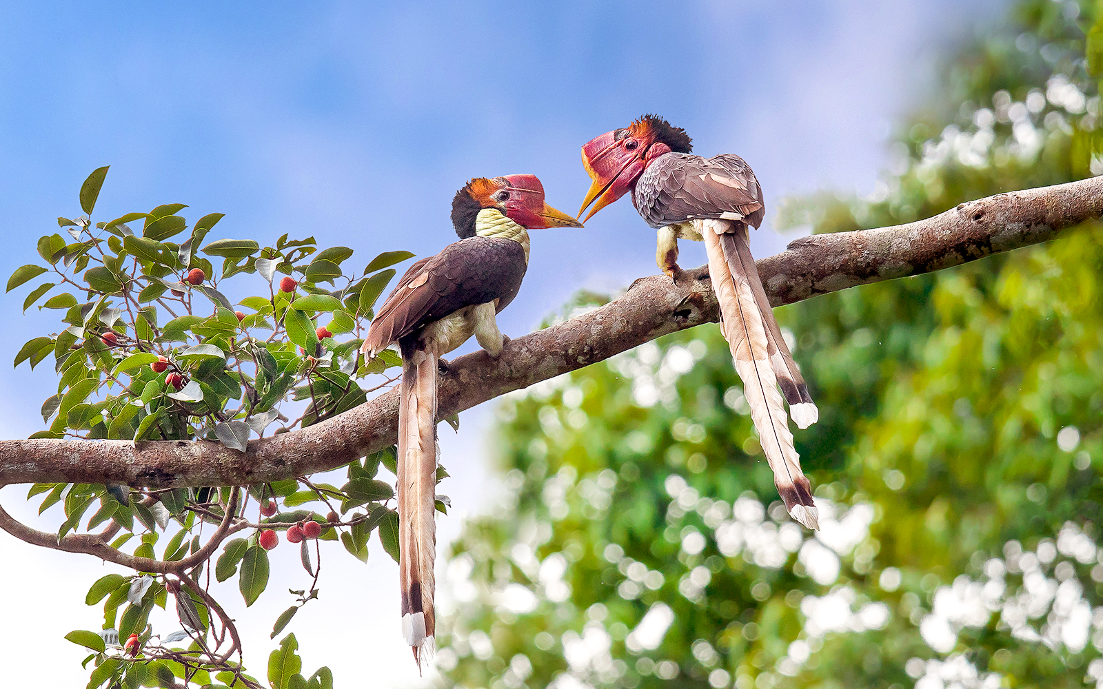 Helmeted Hornbills perched on a tree branch in a lush forest setting.