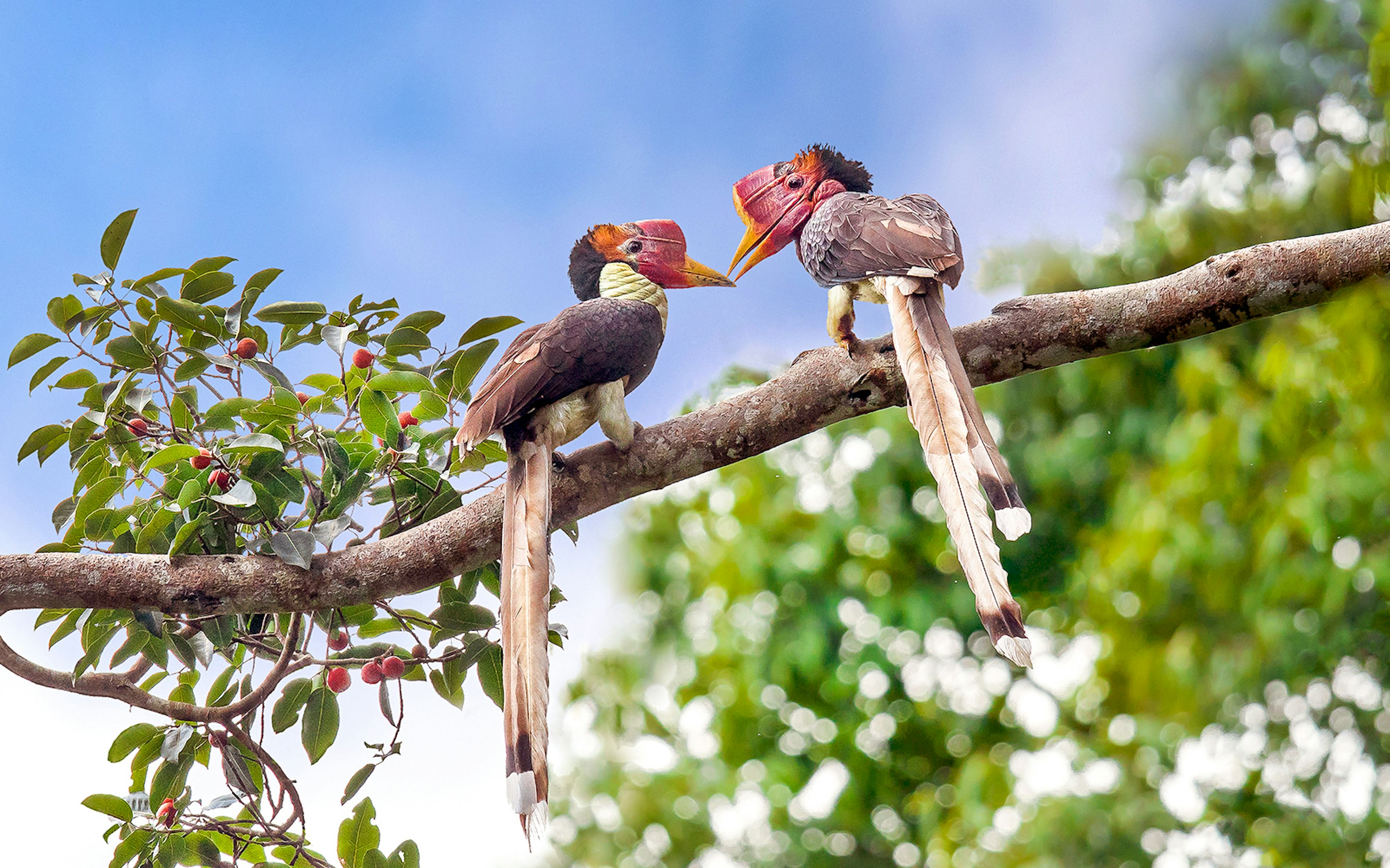 Helmeted Hornbill perched on a tree branch in a lush forest setting.