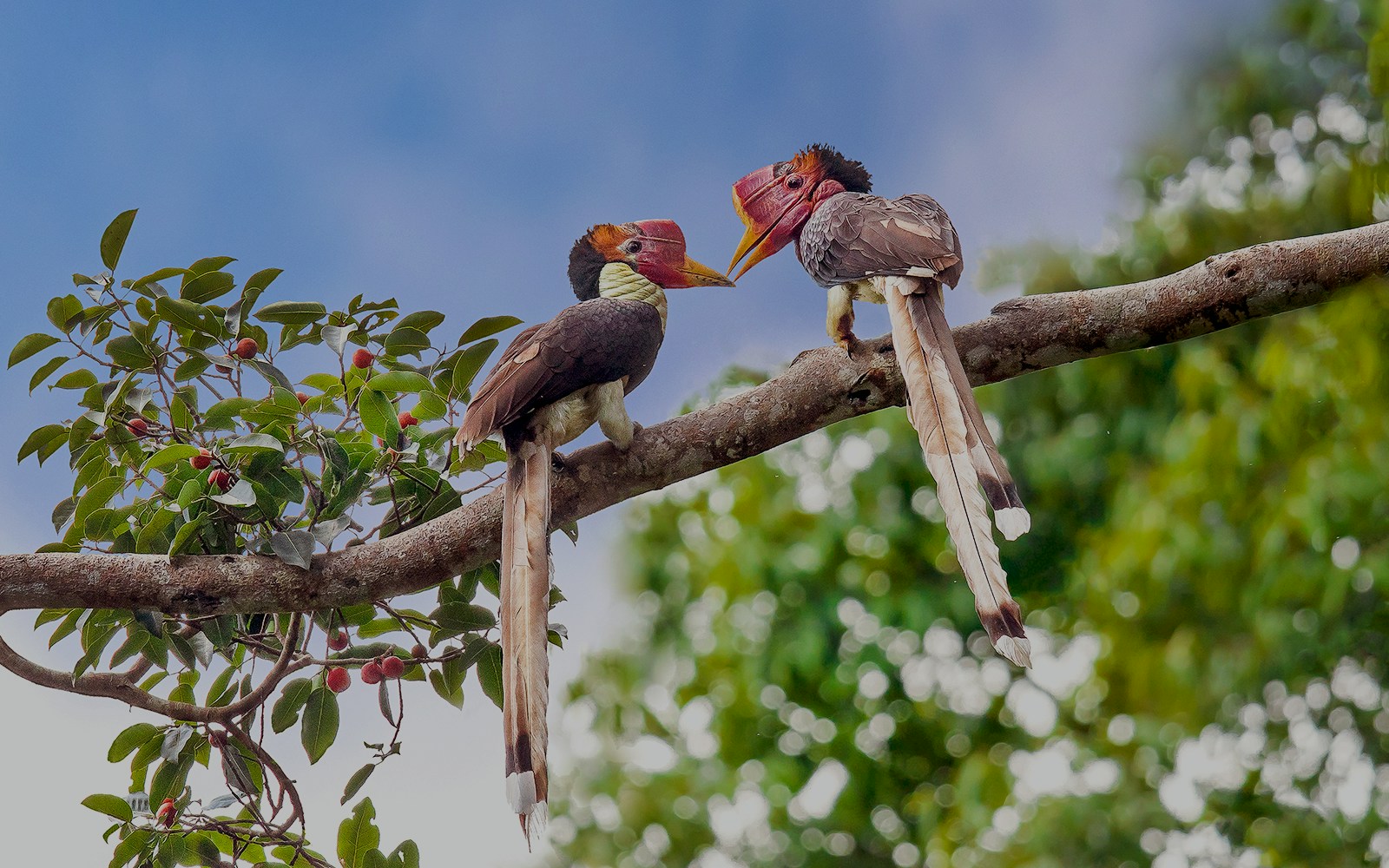 Helmeted Hornbills perched on a tree branch in a lush forest setting.