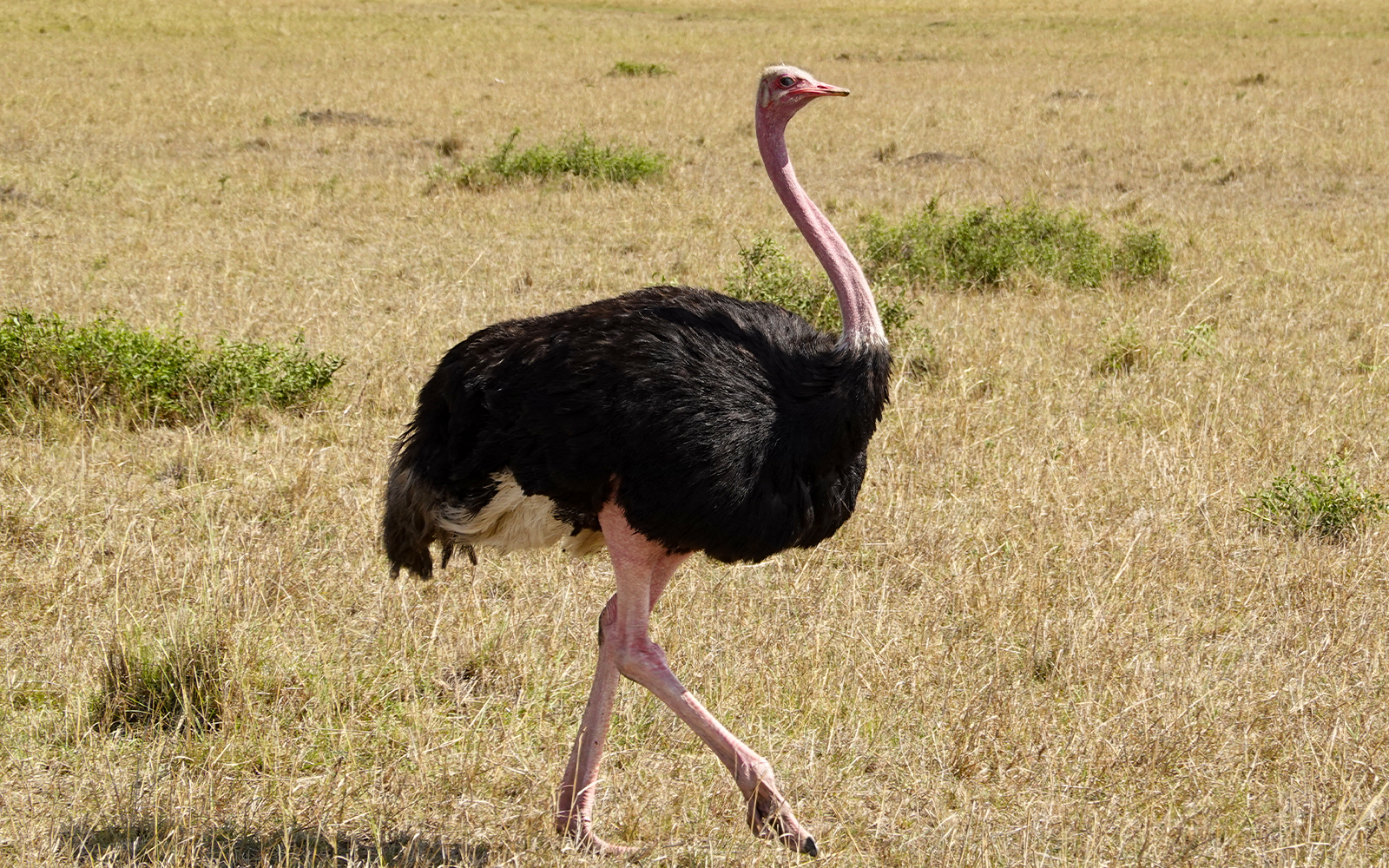 Ostrich exhibit in the Hall of African Mammals at the American Museum of Natural History.