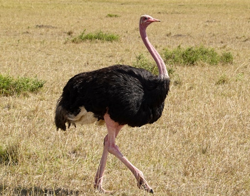 Ostrich exhibit in the Hall of African Mammals at the American Museum of Natural History.