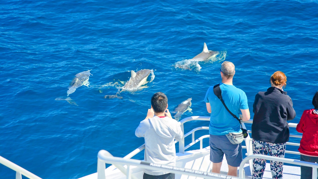 Tourists watching dolphins from a boat on the Auckland Tikapa Moana cruise.