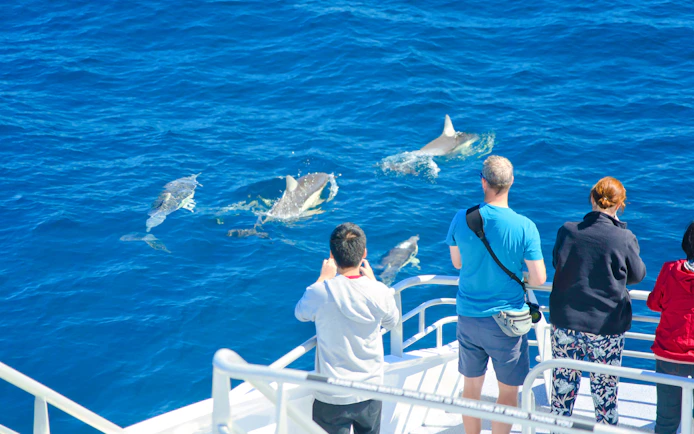 Tourists watching dolphins from a boat on the Auckland Tikapa Moana cruise.