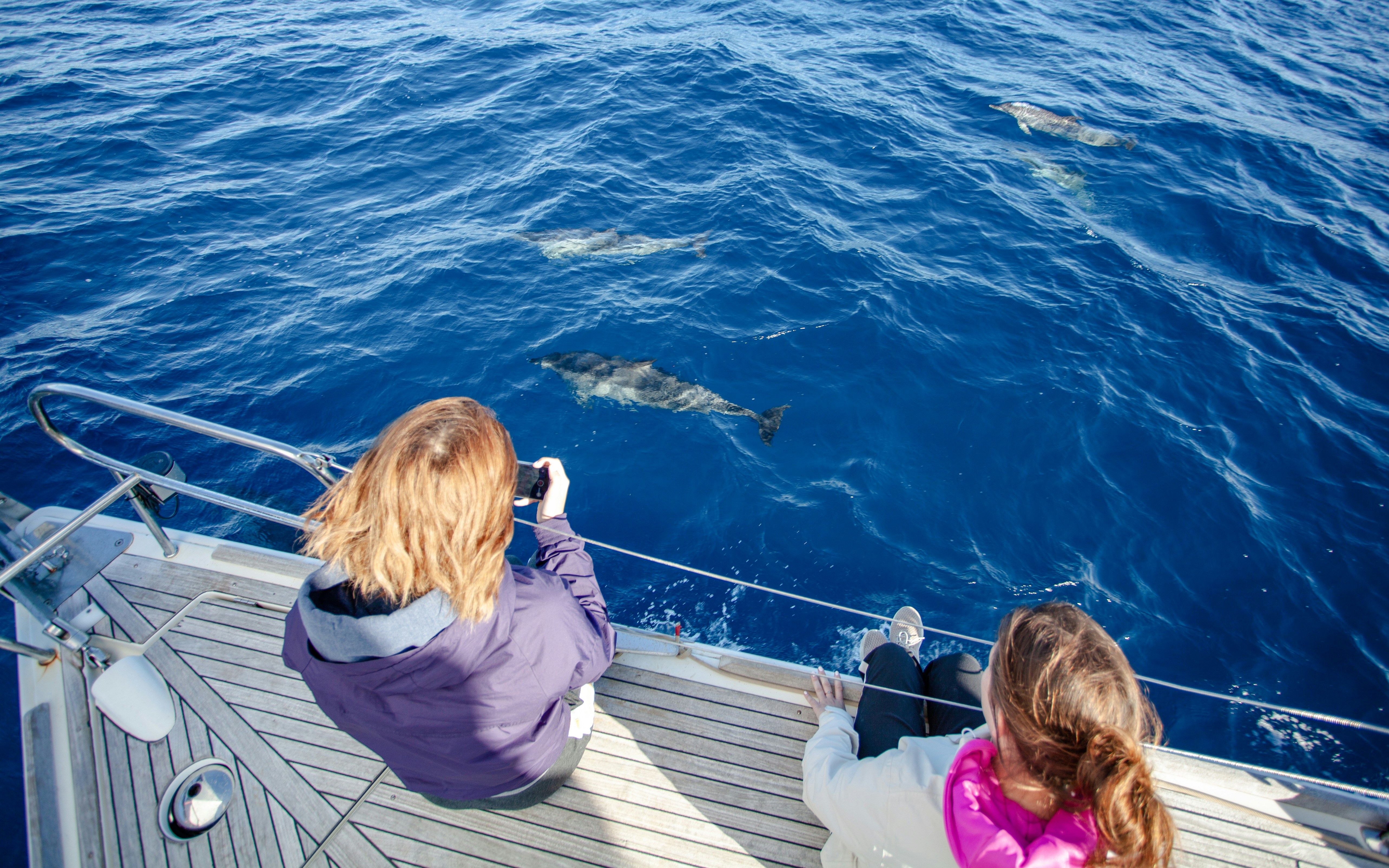 Tourists watching dolphins