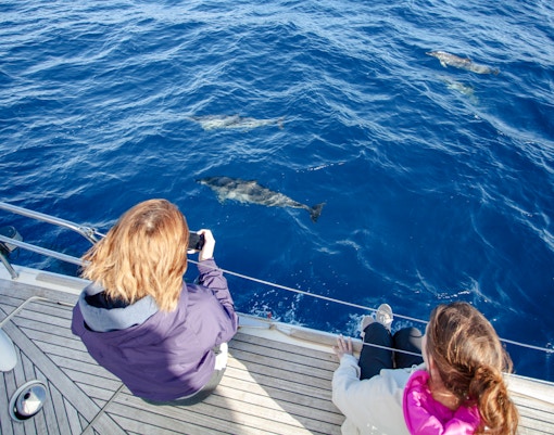 Woman observing dolphins swimming near ferry in open sea.