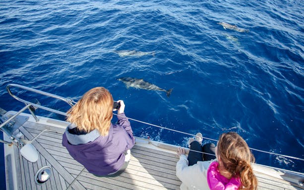 Woman observing dolphins swimming near ferry in open sea.