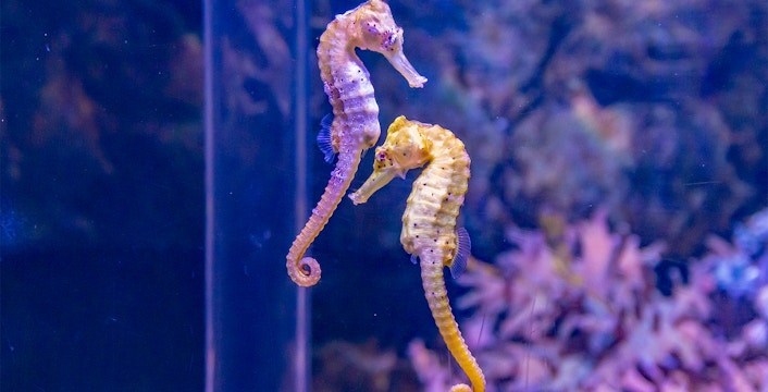 SEA LIFE Munich Ticket