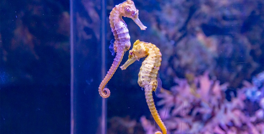 Bilet do SEA LIFE Monachium