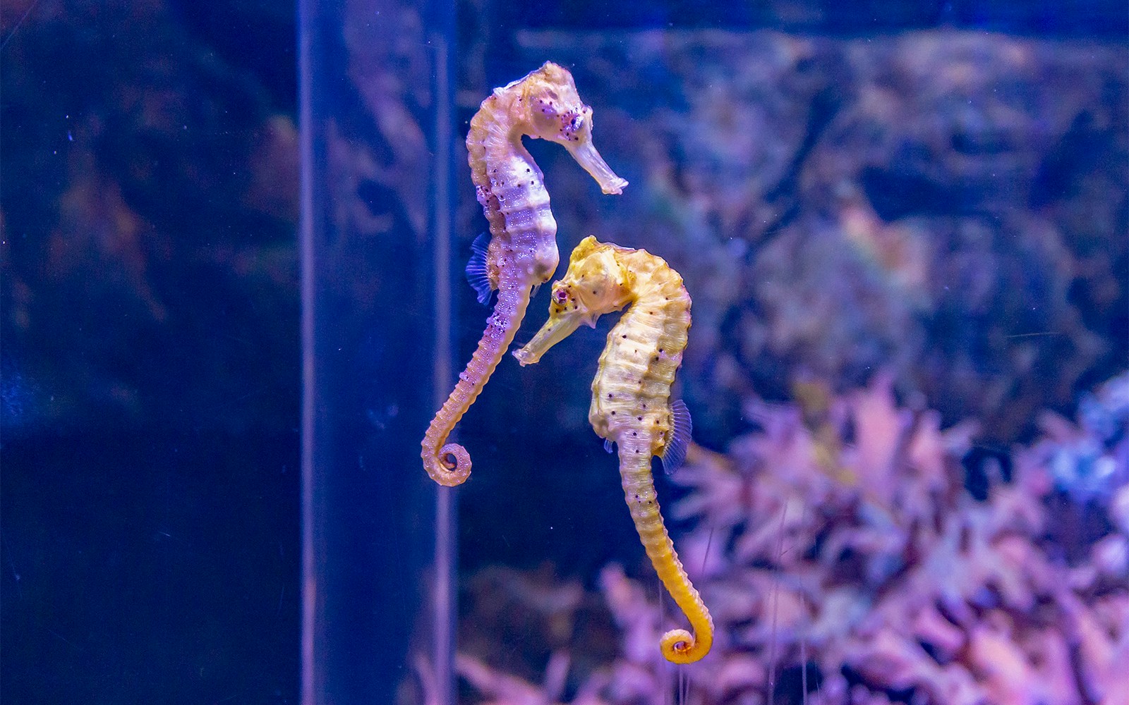 The Magic Kingdom of Seahorses