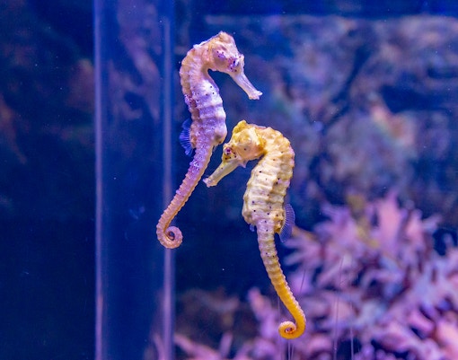Seahorse - SEA LIFE Melbourne
