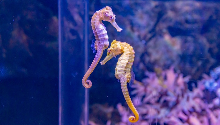Seahorse swimming in SEA LIFE Munich aquarium exhibit.