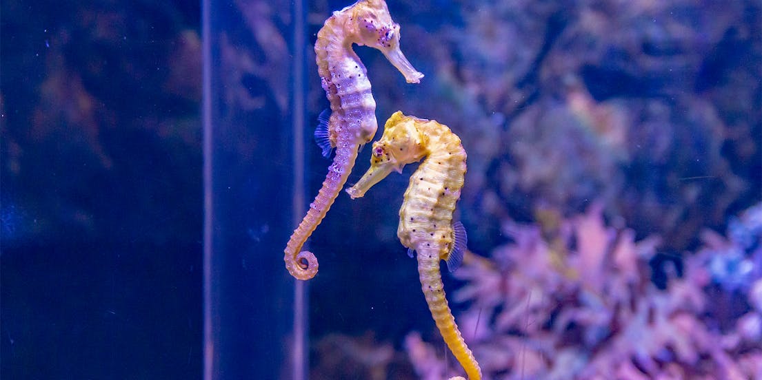 SEA LIFE München Ticket