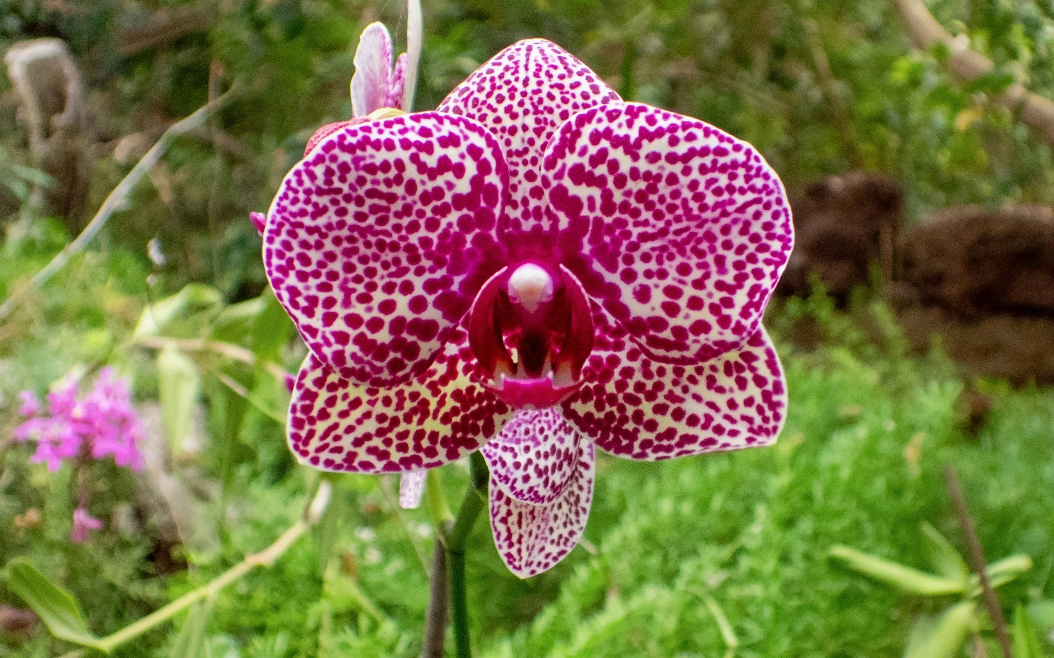 Speckled orchid bloom in Palmitos Park's orchid house.