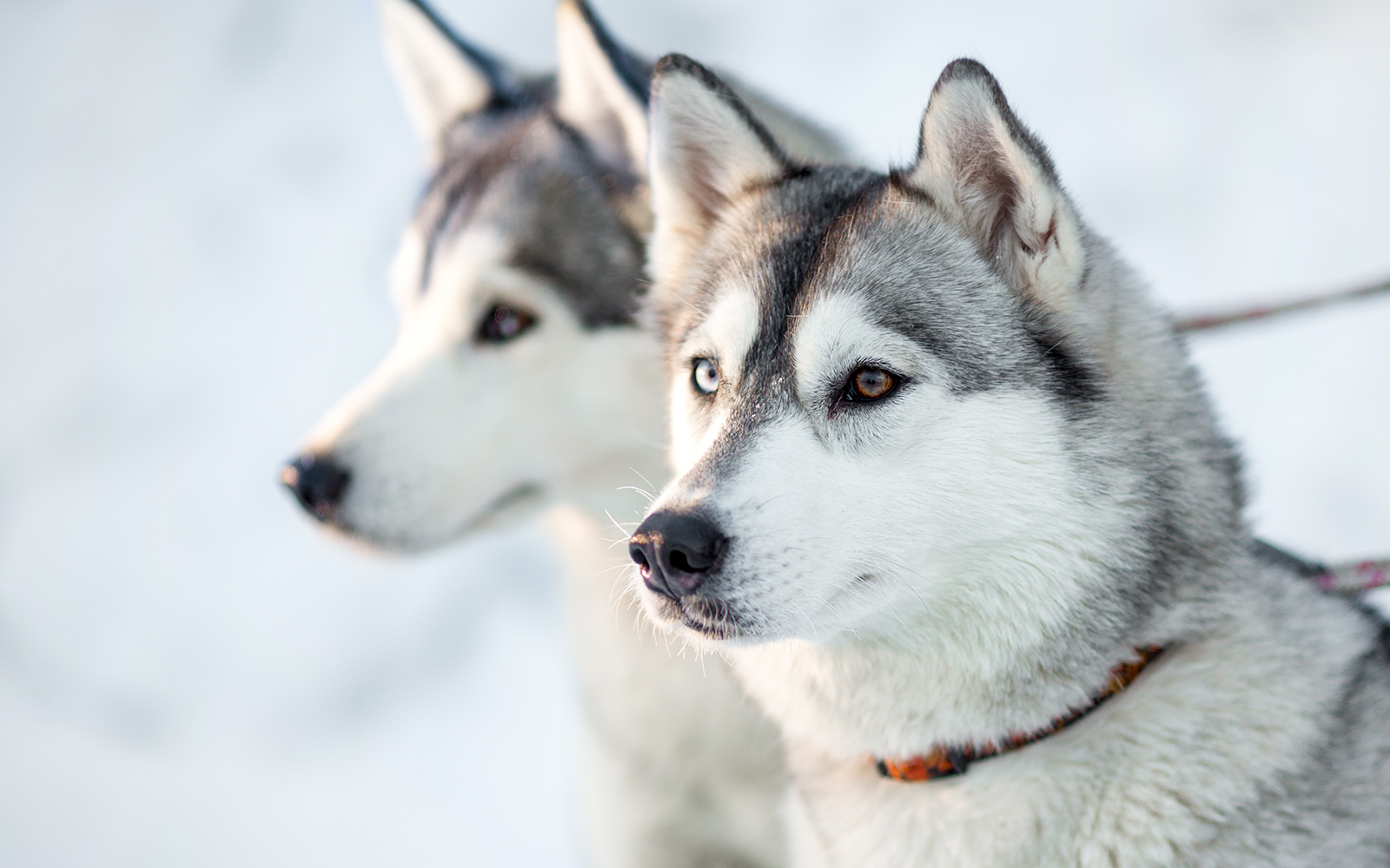 Husky park at Santa Claus Village