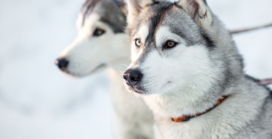 Huskies in snowy landscape, ideal for sledding tours.