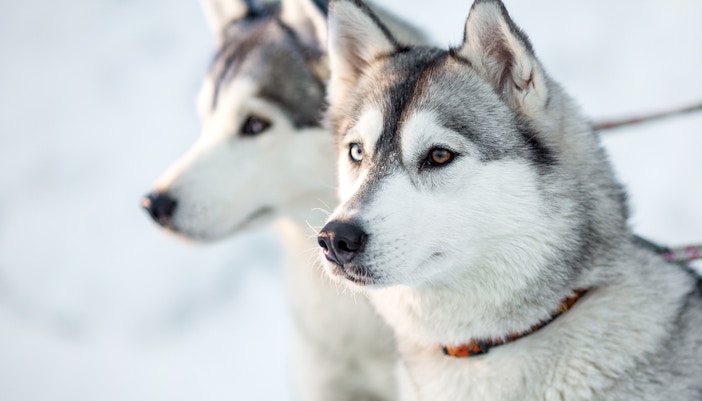 Husky park at Santa Claus Village