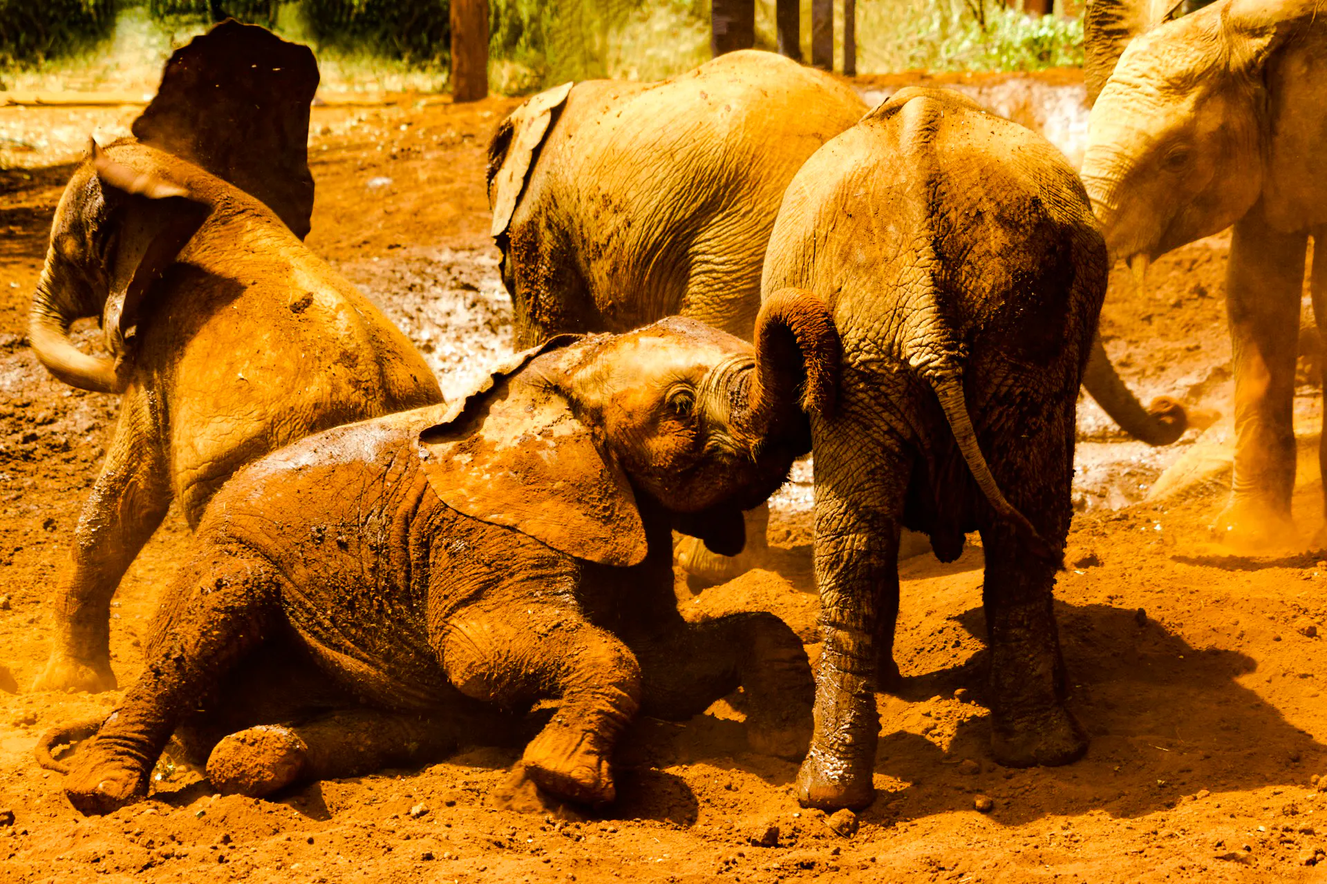 Young elephants playing in the dirt at Nairobi Wildlife Park, Kenya.