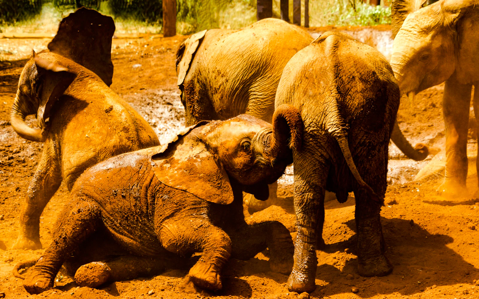 From Nairobi: Nairobi National Park, Sheldrick Wildlife Trust and Giraffe Centre Tour (Product 56507)
