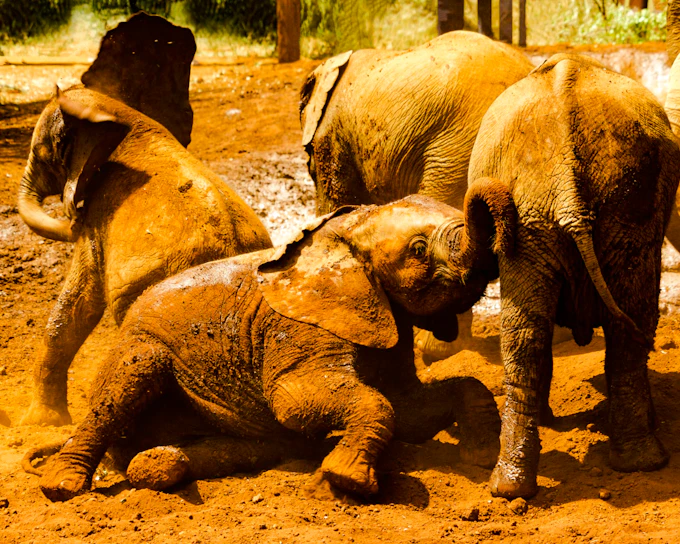 From Nairobi: Nairobi National Park, Sheldrick Wildlife Trust and Giraffe Centre Tour (Product 56507)