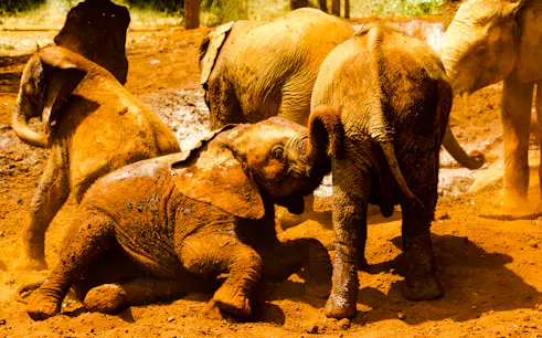 Young elephants playing in the dirt at Nairobi Wildlife Park, Kenya.