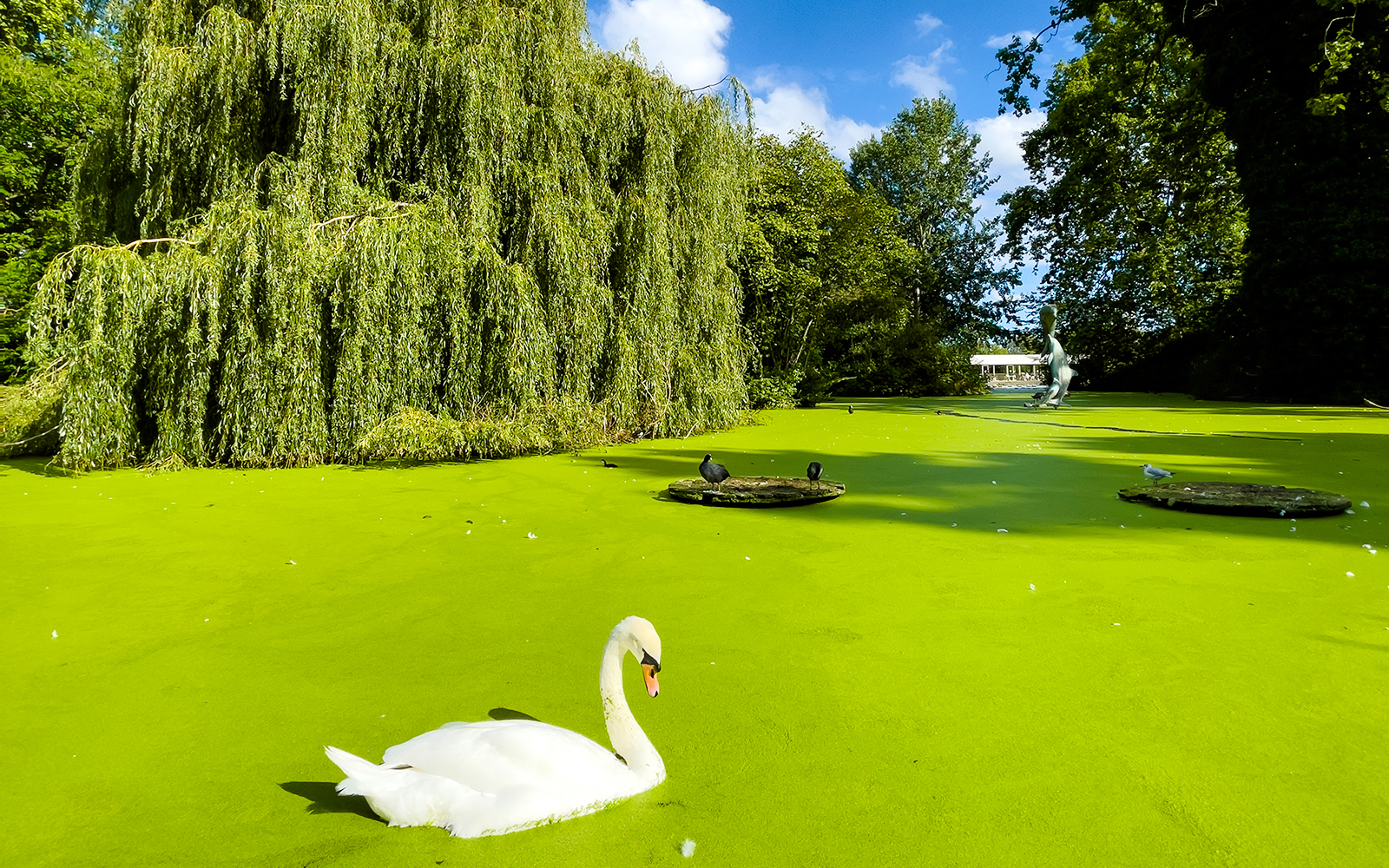 Swan gliding on a pond in a parkland in Southwark, London, with lush greenery.