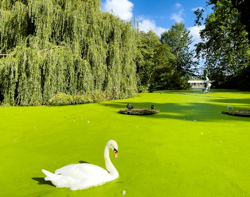Swan gliding on a pond in a parkland in Southwark, London, with lush greenery.