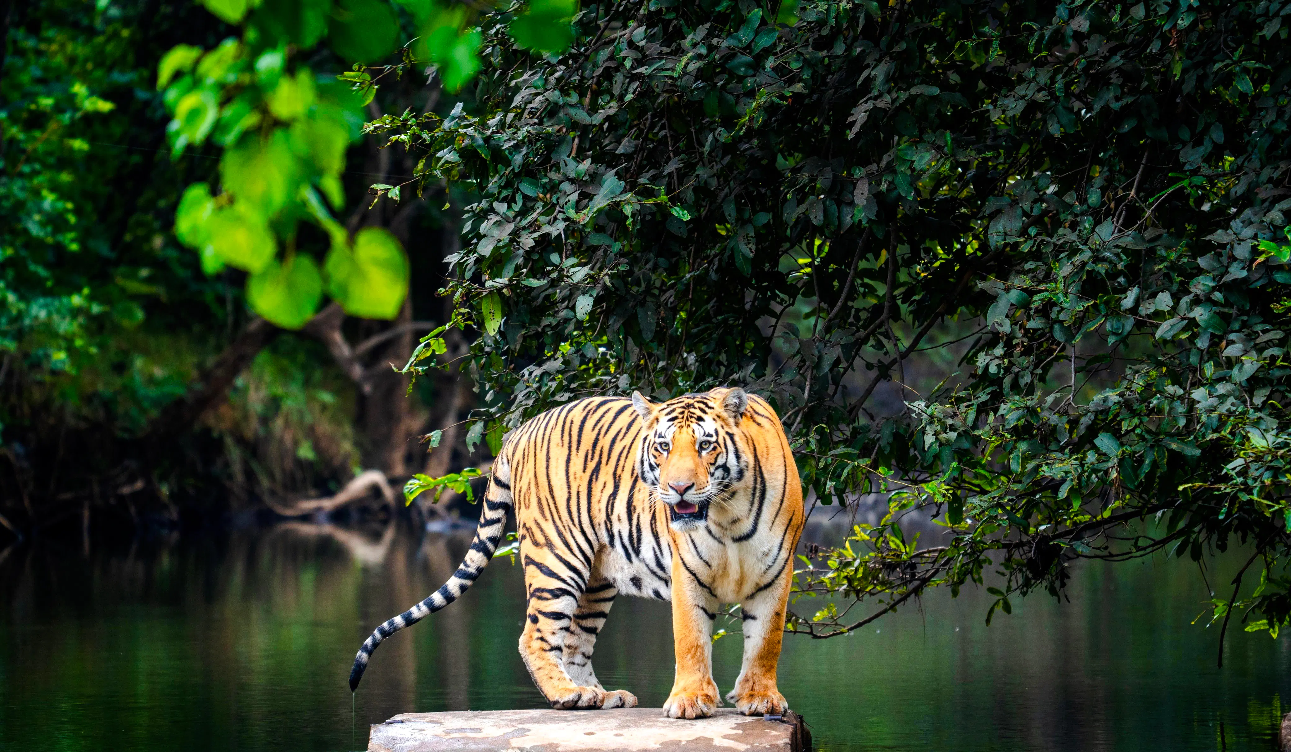 Delhi Agra Jaipur Golden Triangle Multiday Trip with Safari