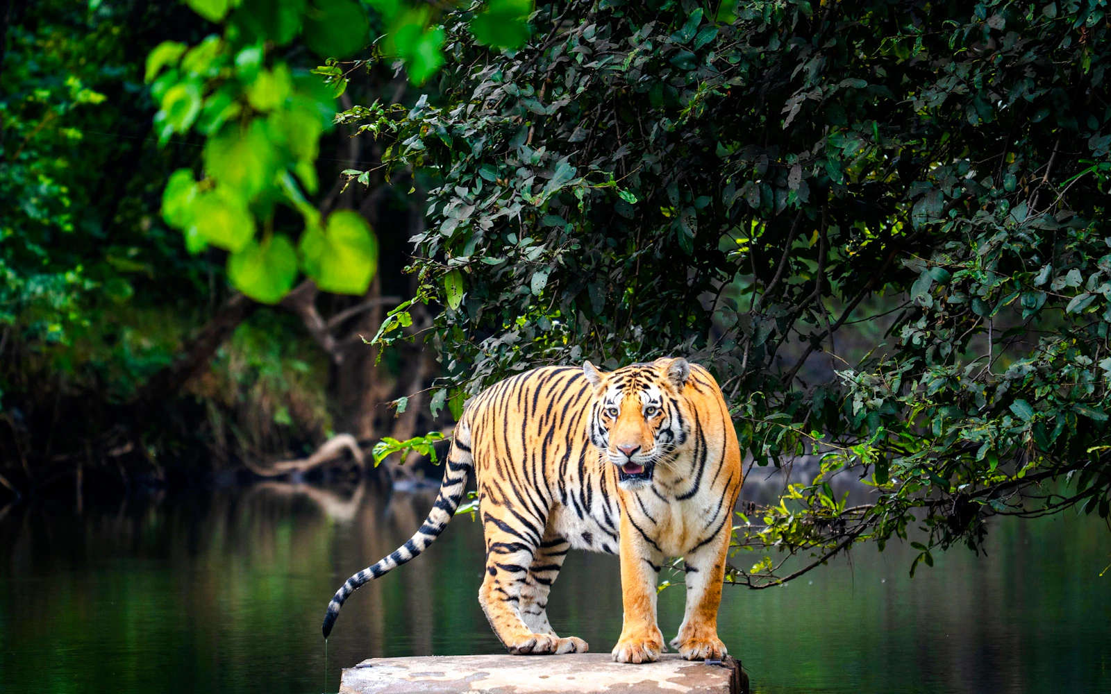 Delhi Agra Jaipur Golden Triangle Multiday Trip with Safari