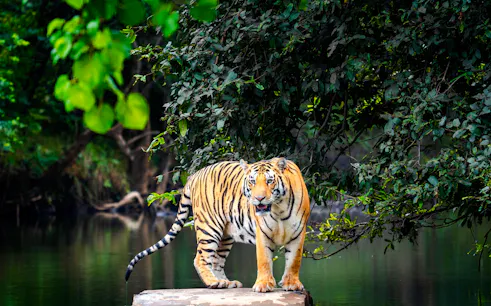 Tiger standing on a rock in a lush forest during Delhi Agra Jaipur Golden Triangle safari.