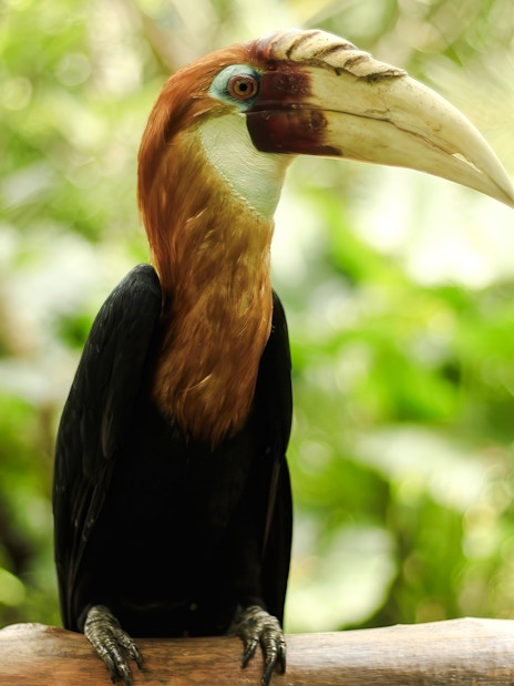 Blyth's hornbill perched on a branch in a lush green forest.