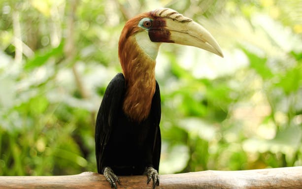 Blyth's hornbill perched on a branch in a lush green forest.