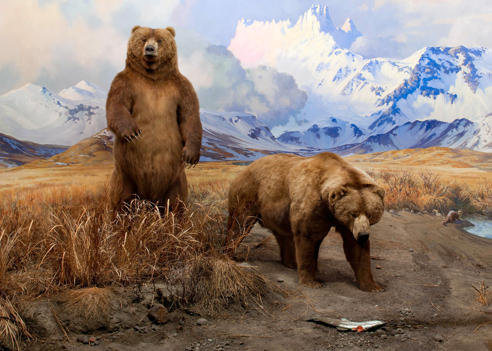 Alaska brown bears fishing in Brooks Falls, Katmai National Park.