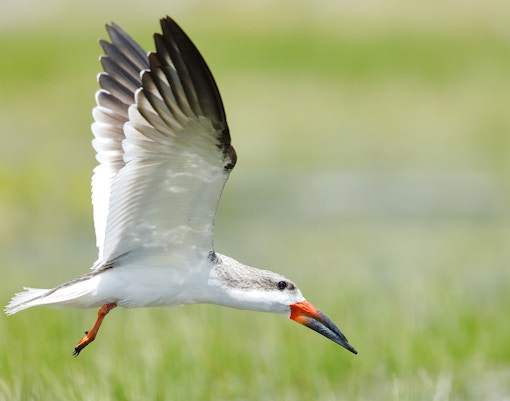 Black skimmer flying over Everglades wetlands.