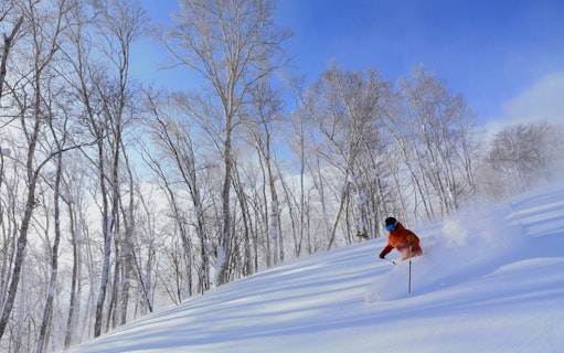 Skier navigating snowy slope in Niseko with bare trees and clear sky.