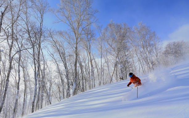 Skier navigating snowy slope in Niseko with bare trees and clear sky.